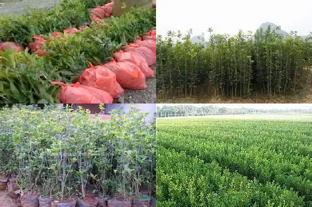 桂花苗子价格多少钱一棵1689985630698