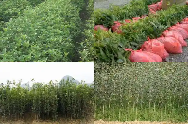 盆养桂花树的养殖方法1681696837771