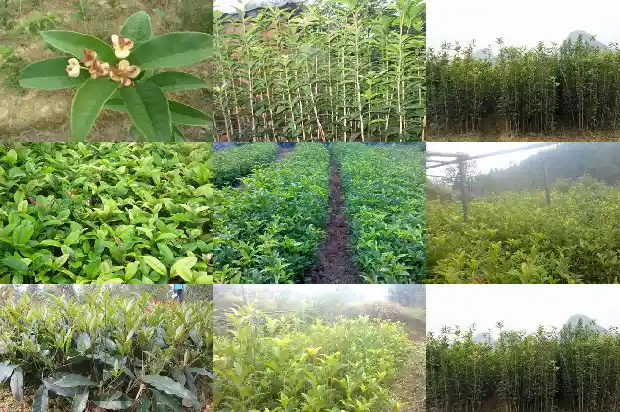 盆养桂花树的养殖方法1681696837818