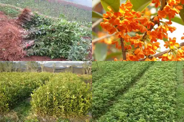 盆栽桂花浇水的正确方法1681696929161