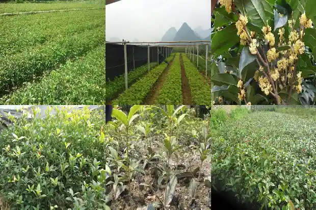 盆栽桂花浇水的正确方法1681696929209