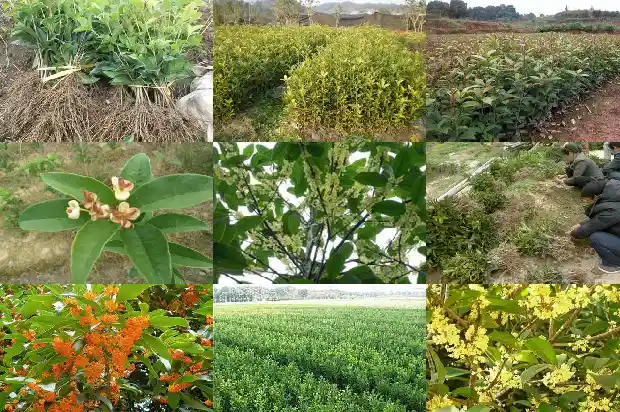 盆栽桂花浇水的正确方法1681696929257