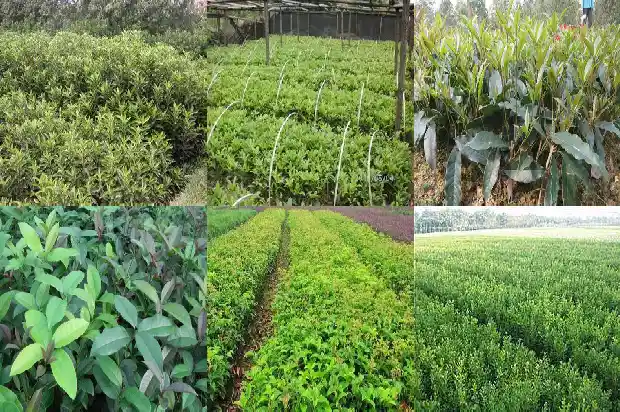 盆栽桂花用什么土最合适1681697011071