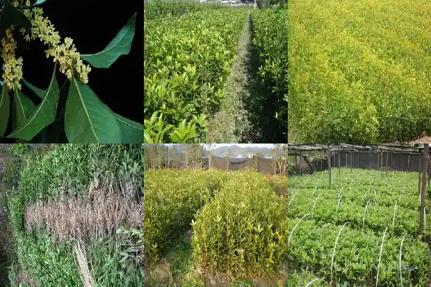盆栽桂花用什么土最合适1681697011119