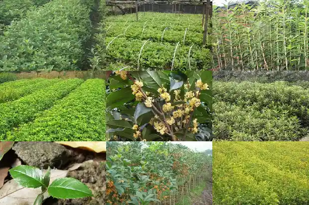 盆栽桂花用什么土最合适1681697011167