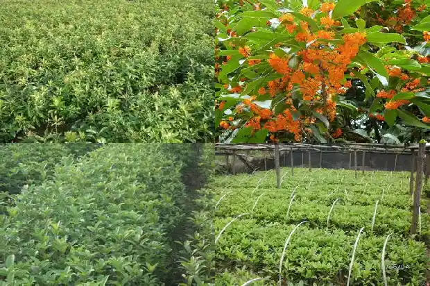 新栽桂花盆栽用什么土最好1681697088681