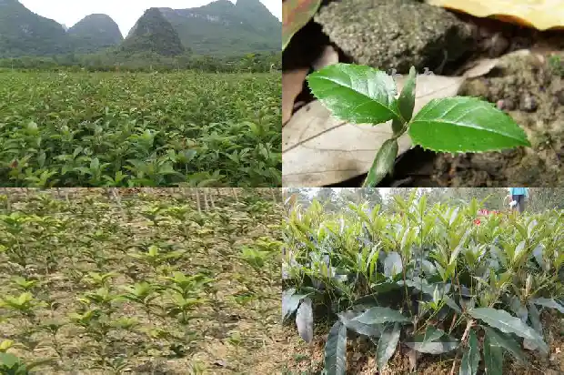 盆栽桂花用什么土最合适北方1681697167418
