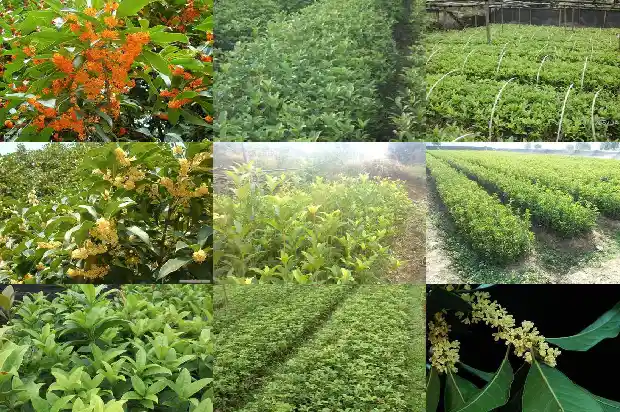 盆栽桂花用什么土最合适北方1681697167466