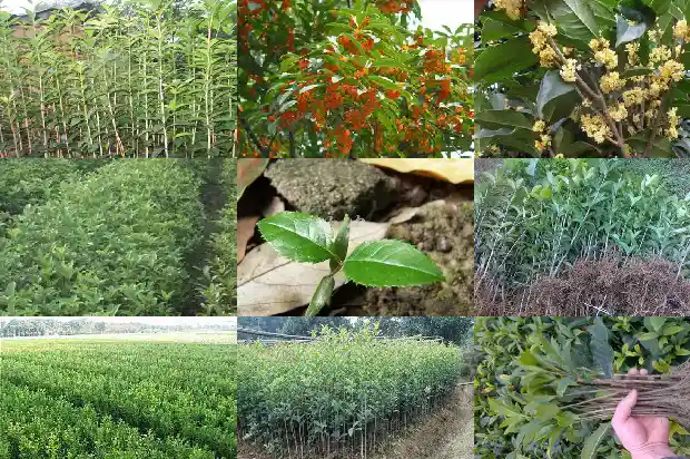 盆栽桂花用什么土最合适北方1681697167560