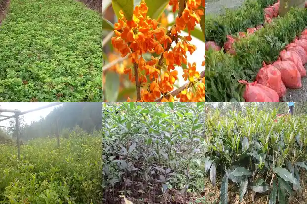 桂花盆栽用营养土行吗1681697250258