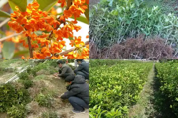 哪种桂花最香适合室内种植1681697328865