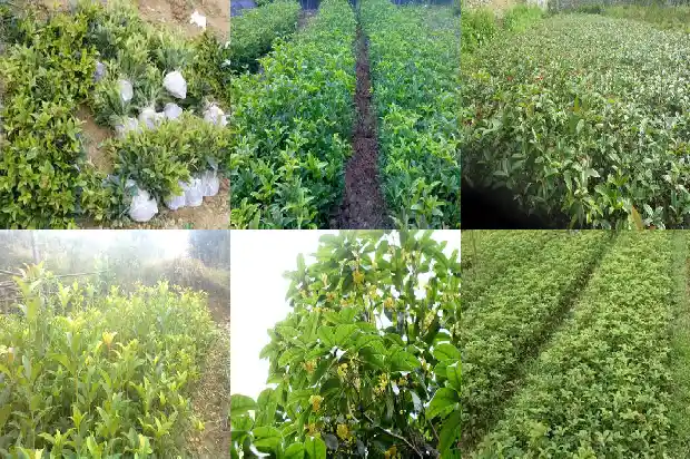 哪种桂花最香适合室内种植1681697328913