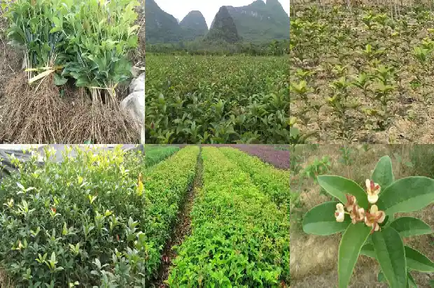 哪种桂花树最小1681697564464