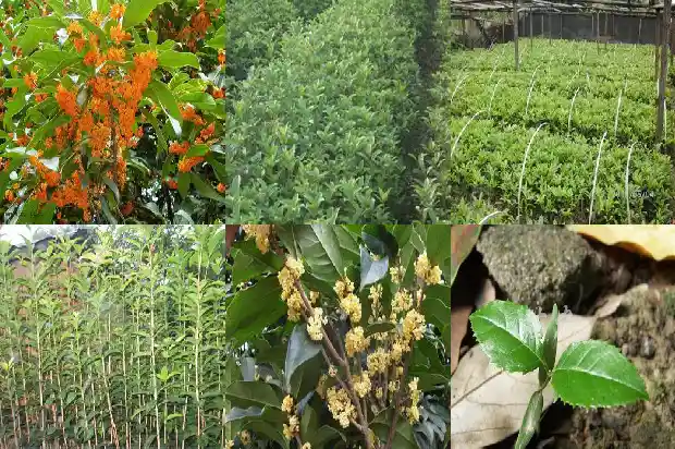 哪种桂花树最小1681697564512