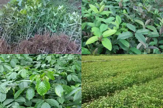 四季桂花盆栽什么时候开花结果1681697650615