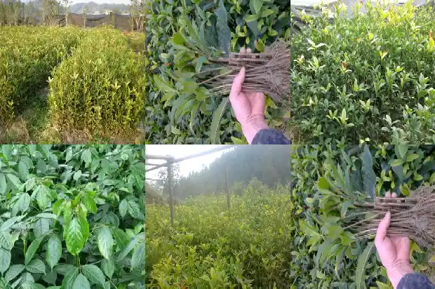 四季桂花盆栽什么时候开花结果1681697650663