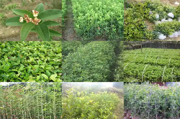 桂花有多少个品种分别是什么1681697820275