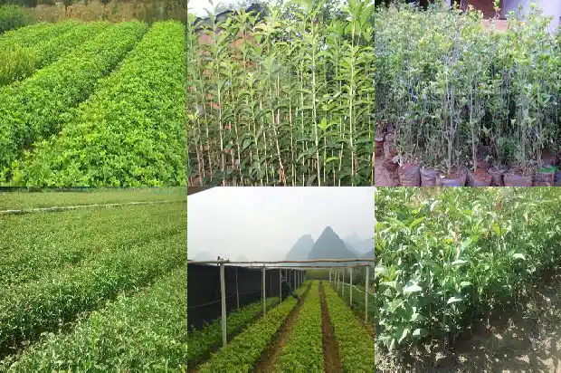 桂花都是有什么品种1681697893576