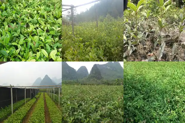 桂花的品种怎么区分1681697971837