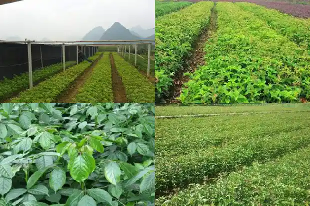 桂花的样子和香味1688690433237