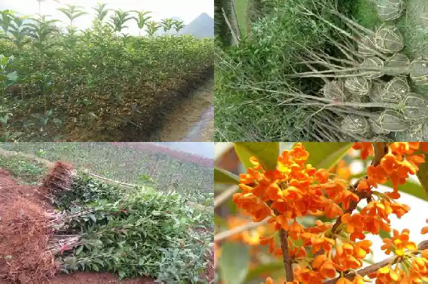 桂花每种颜色都可以食用吗1681698049985