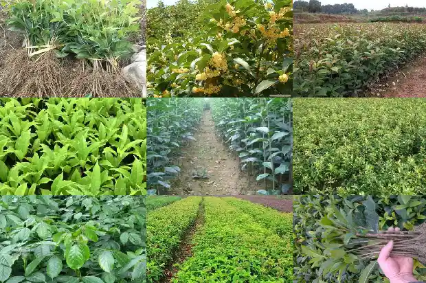 桂花每种颜色都可以食用吗1681698050081