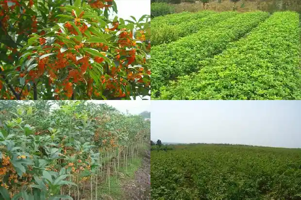 桂花盆栽可以放在室内吗有毒吗1681698134994