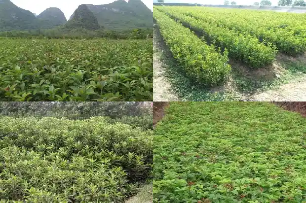 桂花盆栽可以放在室内吗有毒吗1681698135041