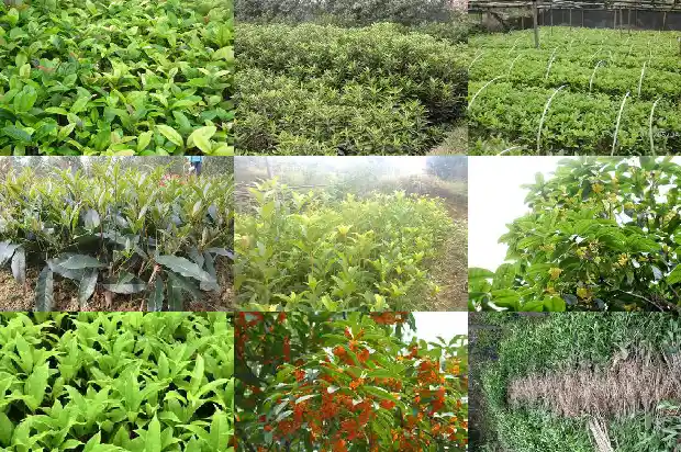 冬天盆栽桂花能放在室外吗1681698219631