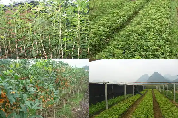 桂花盆栽叶尖干枯怎么办呢1681698348441