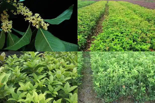 桂花盆栽叶尖干枯怎么办呢1681698348489