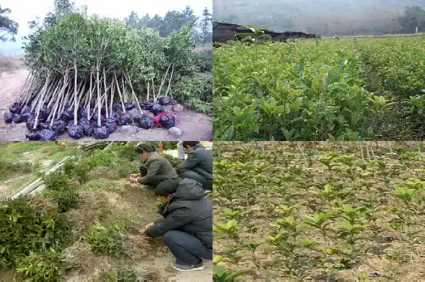 桂花盆栽叶尖干枯怎么办呢1681698348584