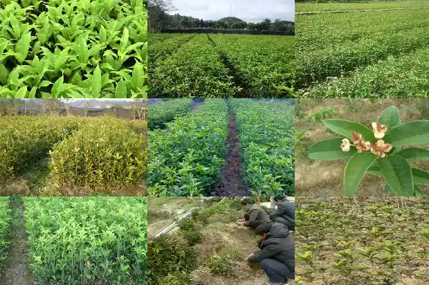 桂花盆栽叶子干枯1681698414790