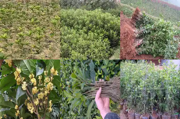 桂花盆栽叶子干枯1681698414838
