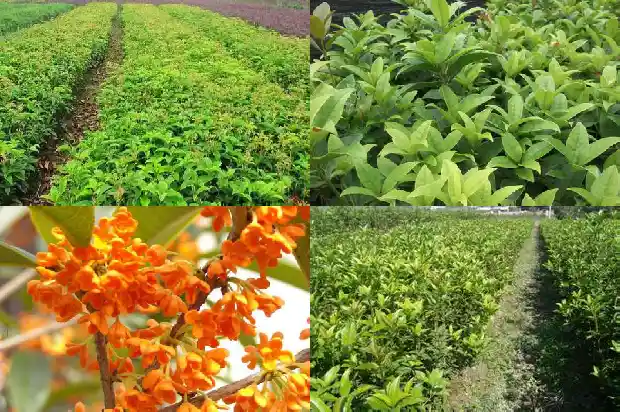 桂花盆栽多久交一次水1681698509685