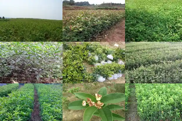 桂花盆栽多久交一次水1681698509733