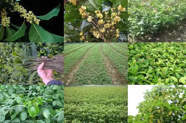 桂花盆栽多久交一次水1681698509781