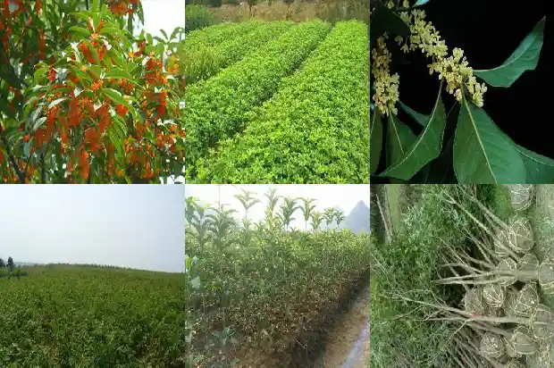 桂花盆栽喜欢阳光吗冬天1681698577123