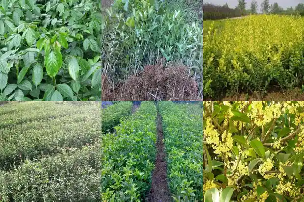 桂花喜好阳光吗1681698623338