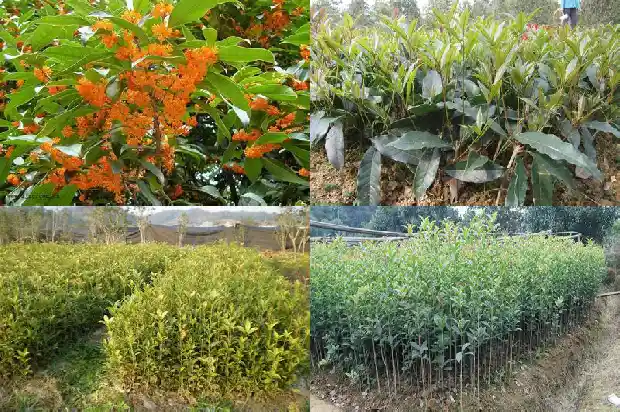 盆栽桂花盆土板结怎么办1681698703446