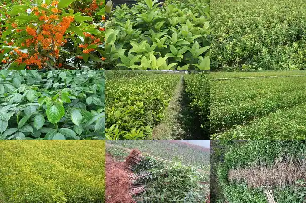 盆栽桂花盆土板结怎么办1681698703493