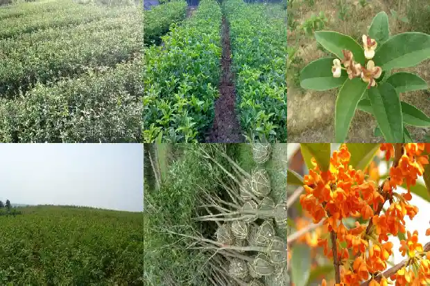 盆栽桂花盆土板结怎么办1681698703541