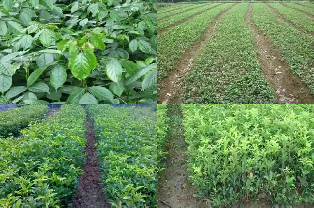 桂花能泡茶吗?1689576733745