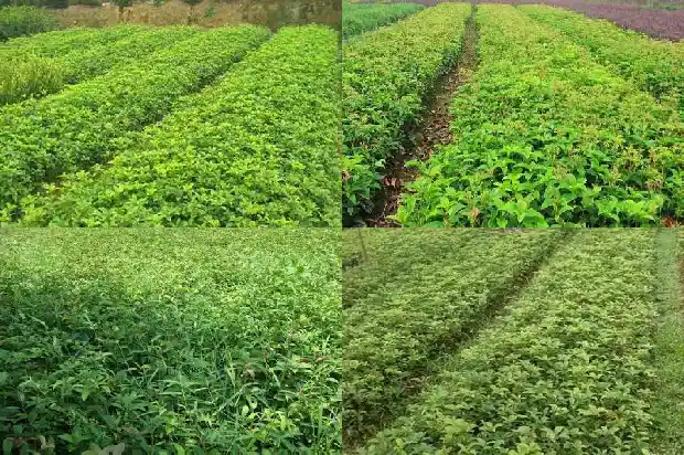 桂花盆土硬怎么办1681698752350