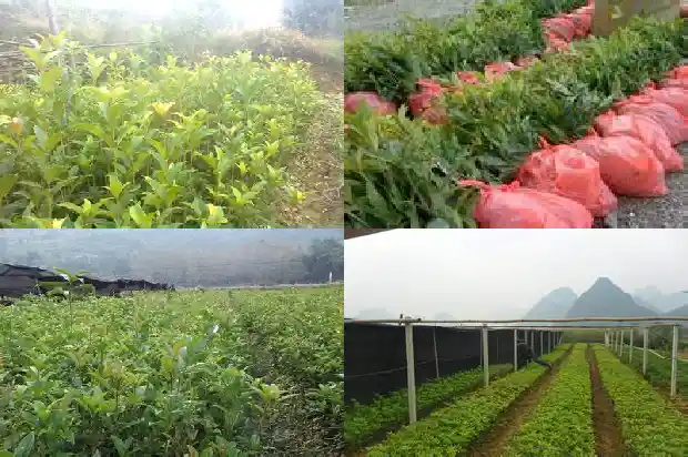 桂花使用什么保持酸性土1681698789837