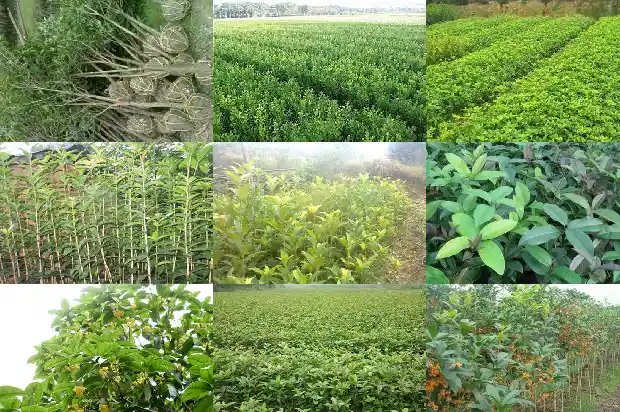 桂花陈皮茶的功效1689208175851