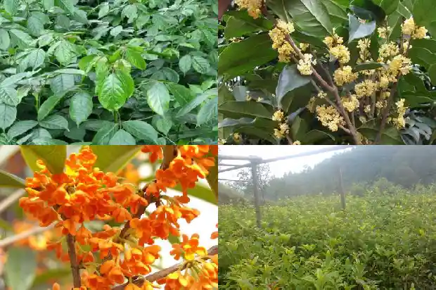 桂花浇什么水最好呢1681698868905