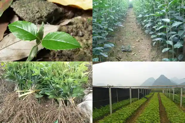 桂花分为哪几类桂花1690159034212