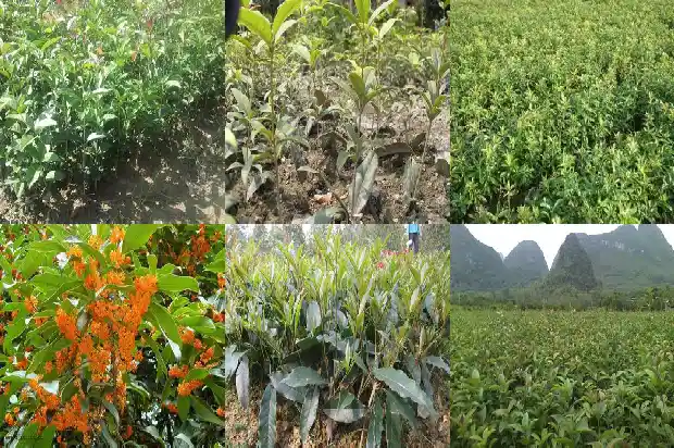 桂花浇什么水最好呢1681698869001