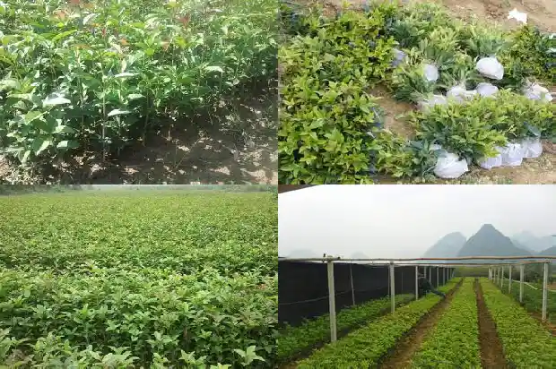 春季给桂花施什么肥1681698903976